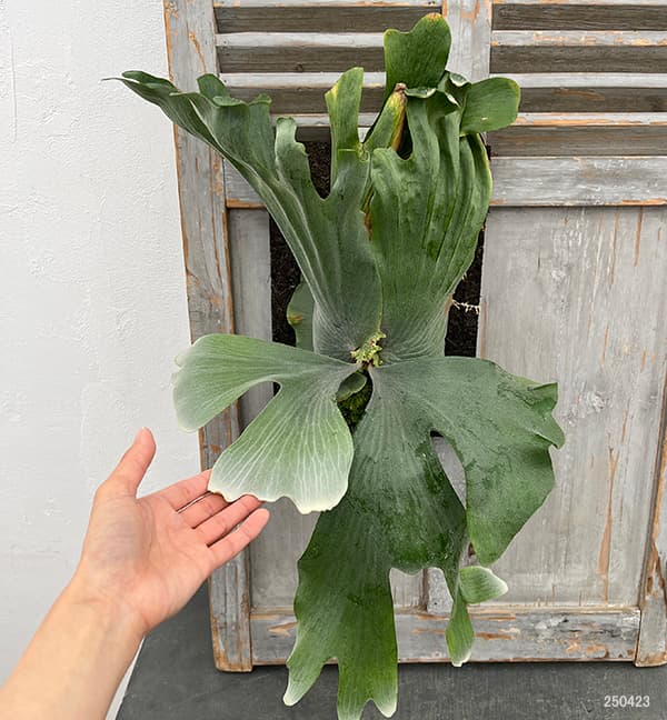 園芸ネット本店｜[ザ・ファームセレクト]ビカクシダ（コウモリラン