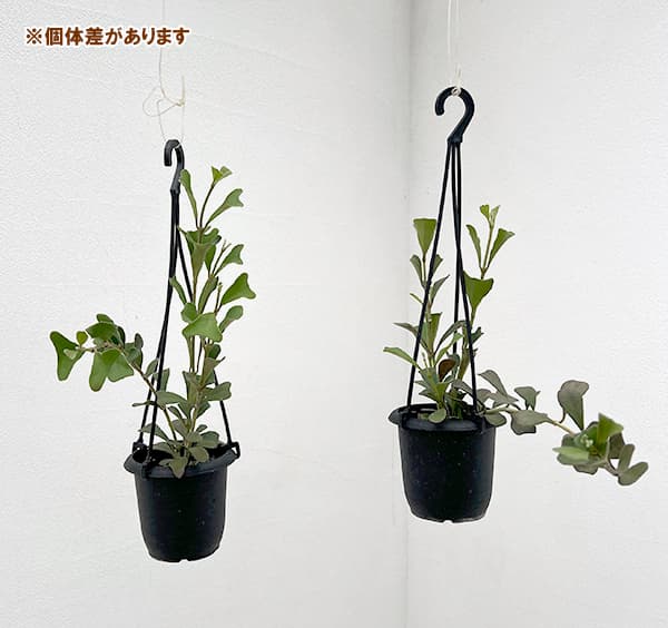 園芸ネット本店｜ホヤ：マニプレンシス 3号吊り鉢 の通販【公式】