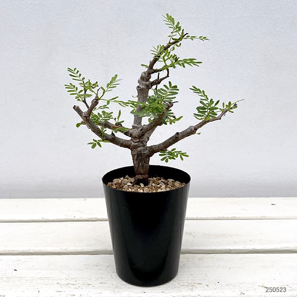 園芸ネット本店｜センナ：メリディオナリス 3号25-01 の通販【公式】