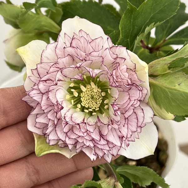 園芸ネット本店｜松村ナーセリーさんのクリスマスローズ：26-81ダブル