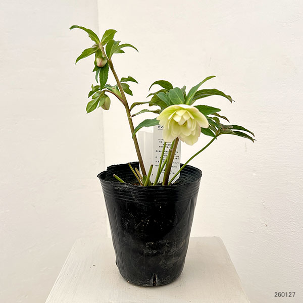 園芸ネット本店｜花郷園さんのクリスマスローズ：26-32ダブル4.5号