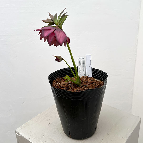 園芸ネット本店｜吉田園芸さんのクリスマスローズ：アンティークピエラ