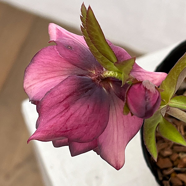 園芸ネット本店｜吉田園芸さんのクリスマスローズ：アンティークピエラ