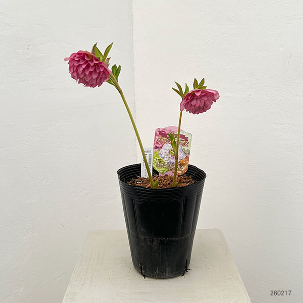 園芸ネット本店｜吉田園芸さんのクリスマスローズ：多弁交配26-03／4.5