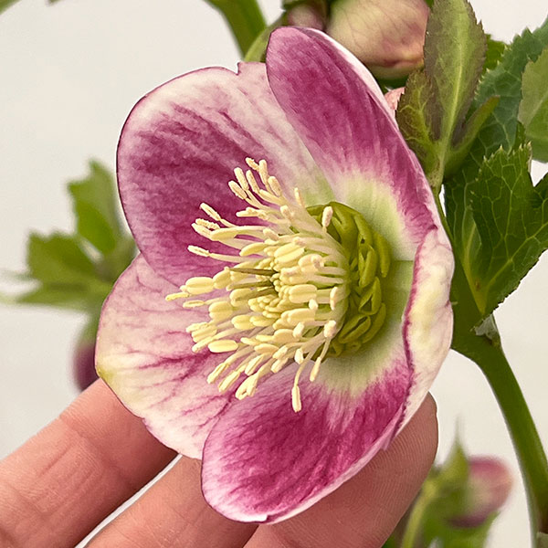 園芸ネット本店｜大和園さんのクリスマスローズ：26-04パステリッシュ