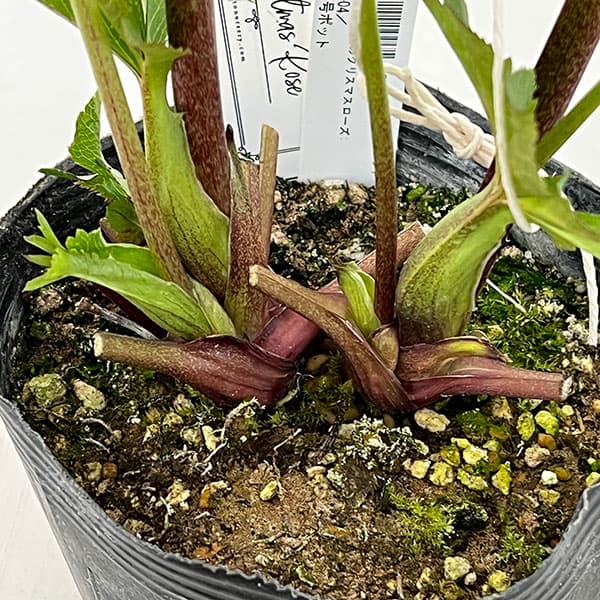 園芸ネット本店｜大和園さんのクリスマスローズ：26-04パステリッシュ