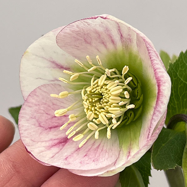 園芸ネット本店｜大和園さんのクリスマスローズ：26-05パステリッシュ