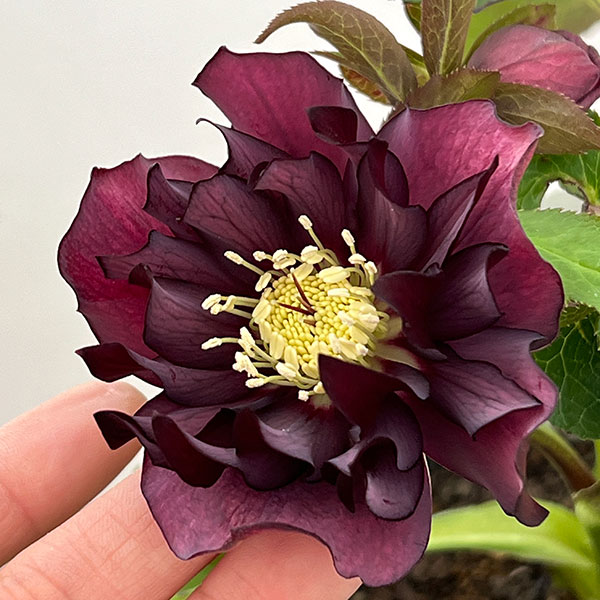 園芸ネット本店｜クリスマスローズ：ベルギー育種 ダブルブラック26-29