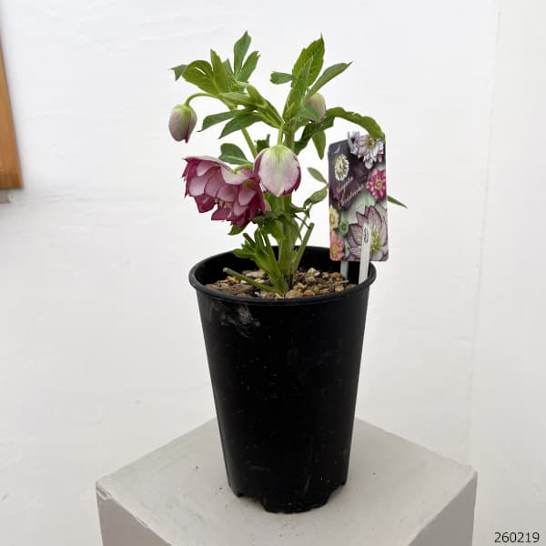 園芸ネット本店｜高正園さんのクリスマスローズ：26-38ダブル／5号