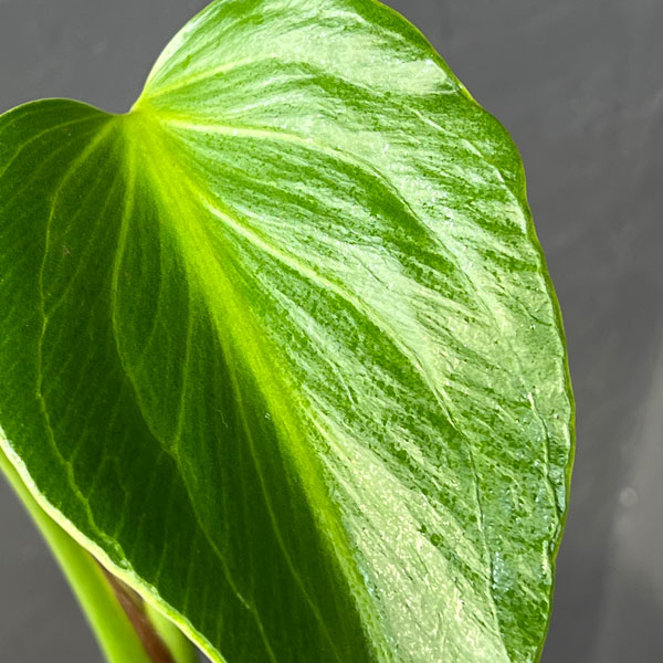 園芸ネット本店｜モンステラ：バールマルクスフレーム 5号鉢植え25-03