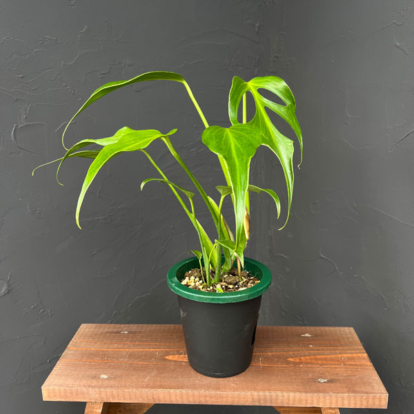 お*ぶ様 5株セットlsw648モンステラ バールマルクスフレーム 訳あり5株