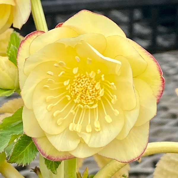 園芸ネット本店｜松村ナーセリーさんのクリスマスローズ：カラー