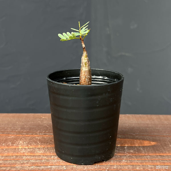 園芸ネット本店｜センナ：メリディオナリス（実生）2.5号鉢 の通販【公式】