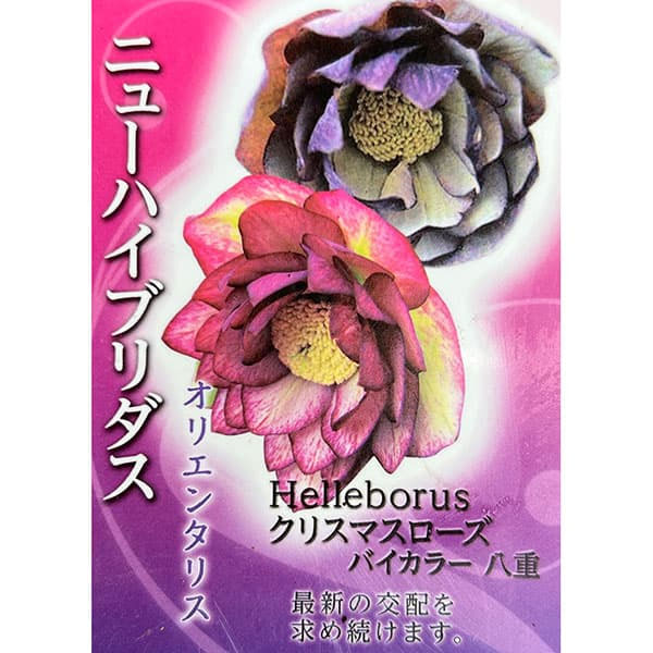 園芸ネット本店｜高正園さんのクリスマスローズ：ダブル バイカラー4.5