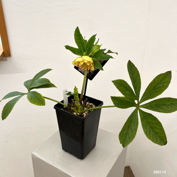 園芸ネット本店｜クリスマスローズ：セレクトダブル26-25／1.5Lポット