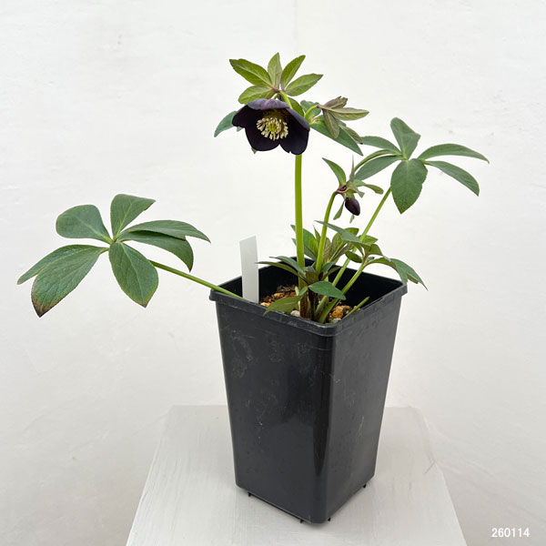 園芸ネット本店｜クリスマスローズ：セレクトシングル26-12／1.5L