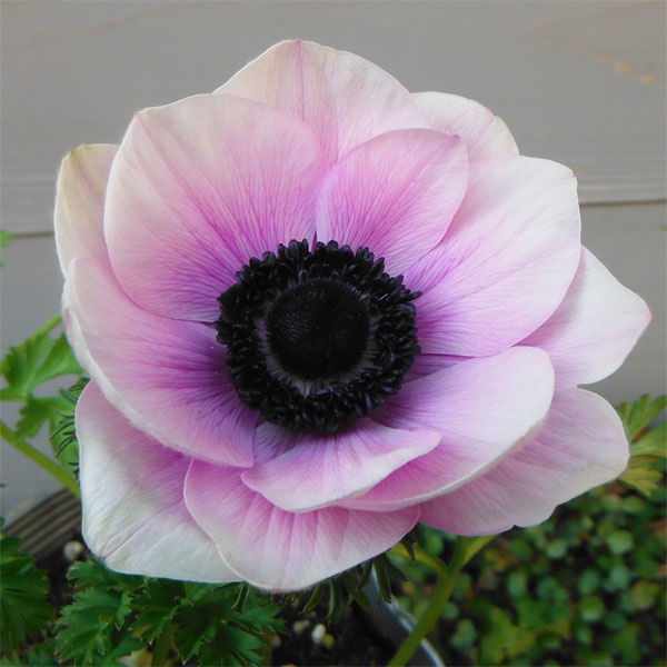 園芸ネット本店｜アネモネ：ポルト 花色アソート3.5号ポット 4株セット