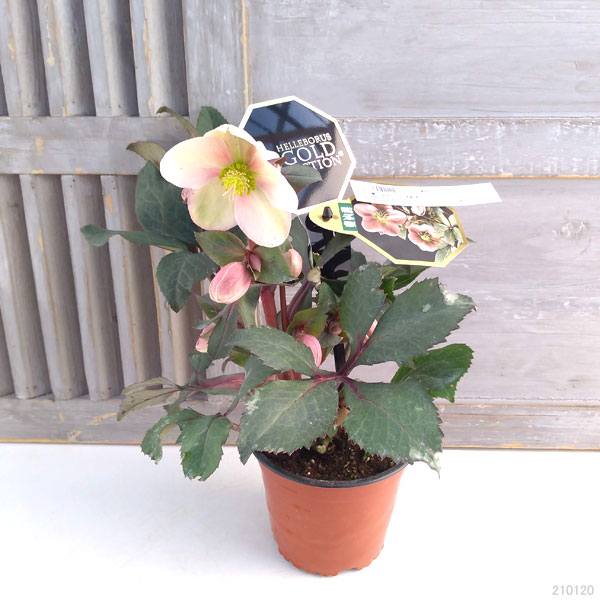 園芸ネット本店｜クリスマスローズ（原種交配）：*HGCピンクフロスト