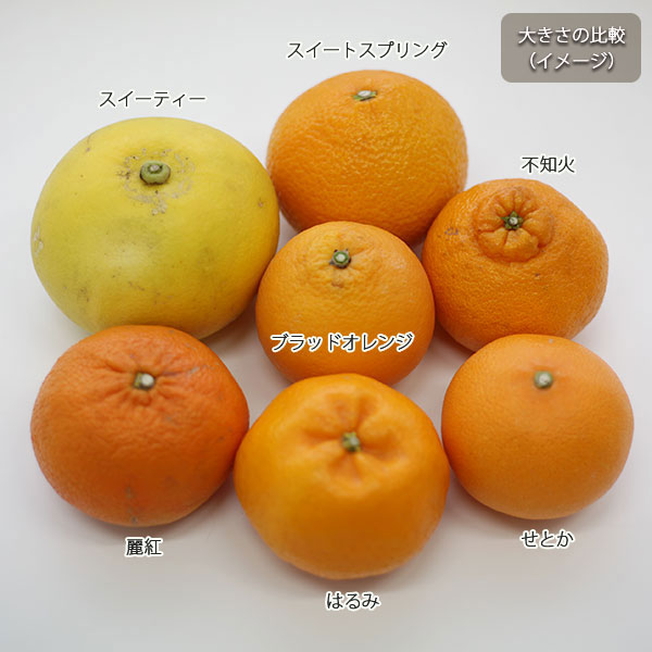 園芸ネット本店｜レイコウ（麗紅・れいこう）4～5号ポット の通販【公式】