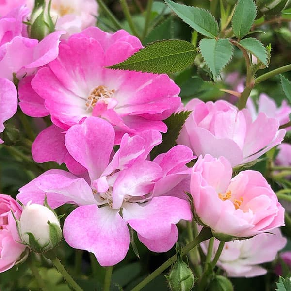 園芸ネット本店｜レンゲローズ：ピンク（八女津姫）3.5号ポット の通販