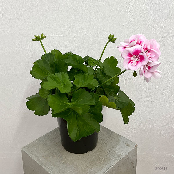 園芸ネット本店｜ゼラニウム：クオリティ フラワーフェアリーホワイト