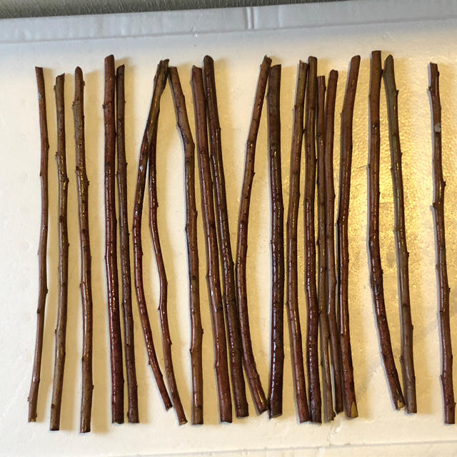 ブルーベリー 挿し木用 穂木 ティフブルー 20本 ラビットアイの通販 by