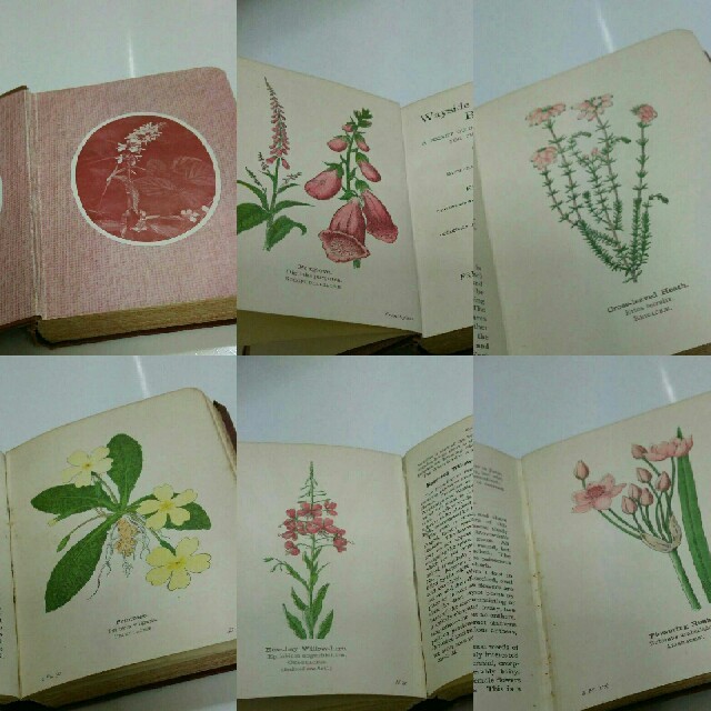 39 イギリスの古い植物図鑑 アンティーク ヴィンテージ 洋書 古書の