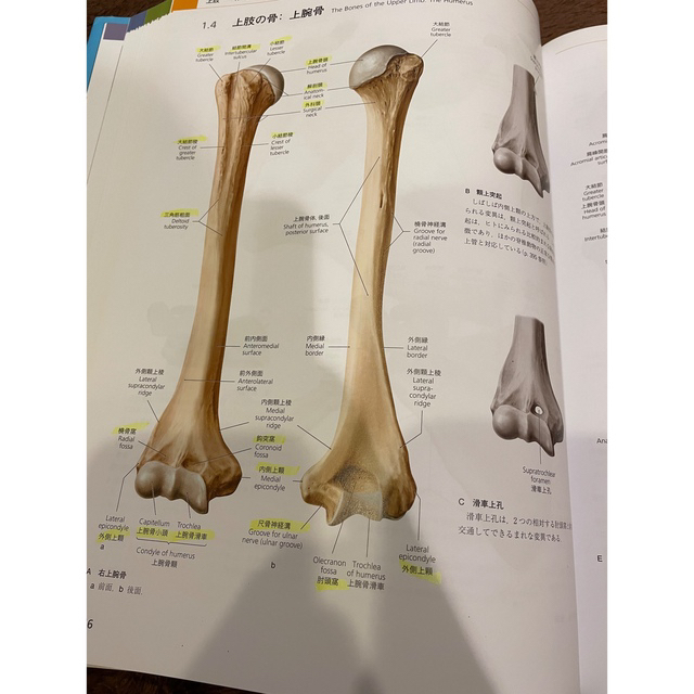 プロメテウス解剖学アトラス 解剖学総論／運動器系 第3版の通販 by