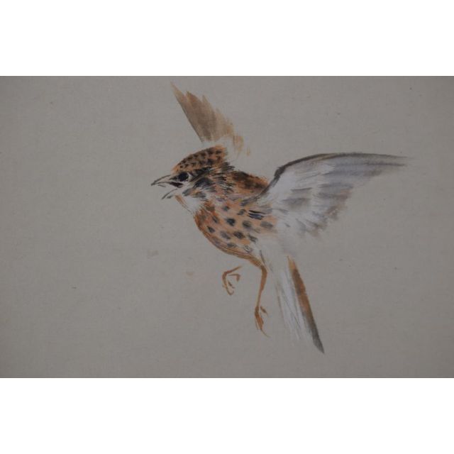 真作】森田光達/雲雀図/ヒバリ/告天子/掛軸☆宝船☆Z-482の通販 by