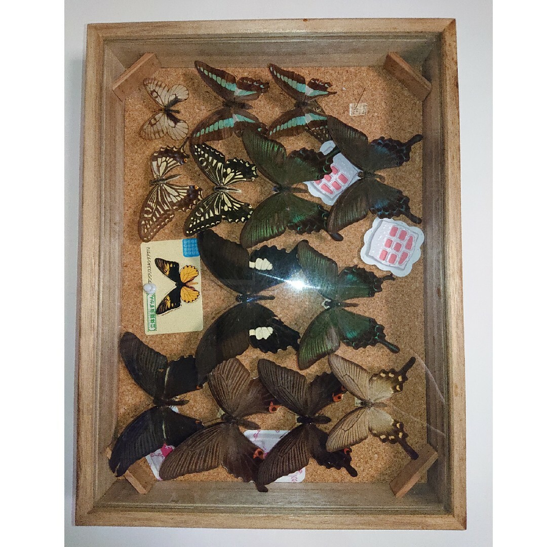 昆虫標本箱 大型ドイツ箱 3個セット (A) 大型ドイツ型標本箱[黒] -