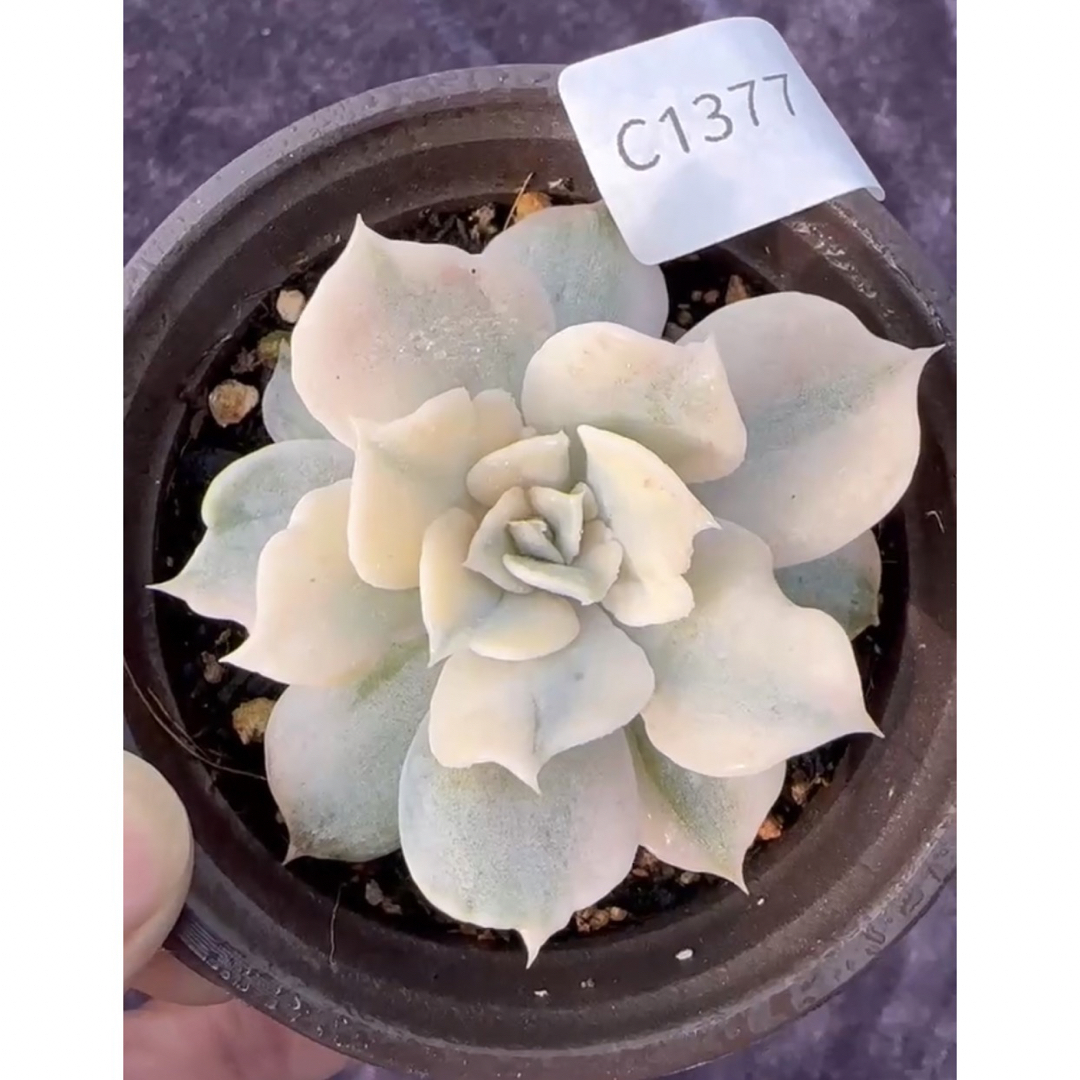 lilacina錦 エケベリア エケベリア 多肉植物 リラシナ錦 リラシナ錦