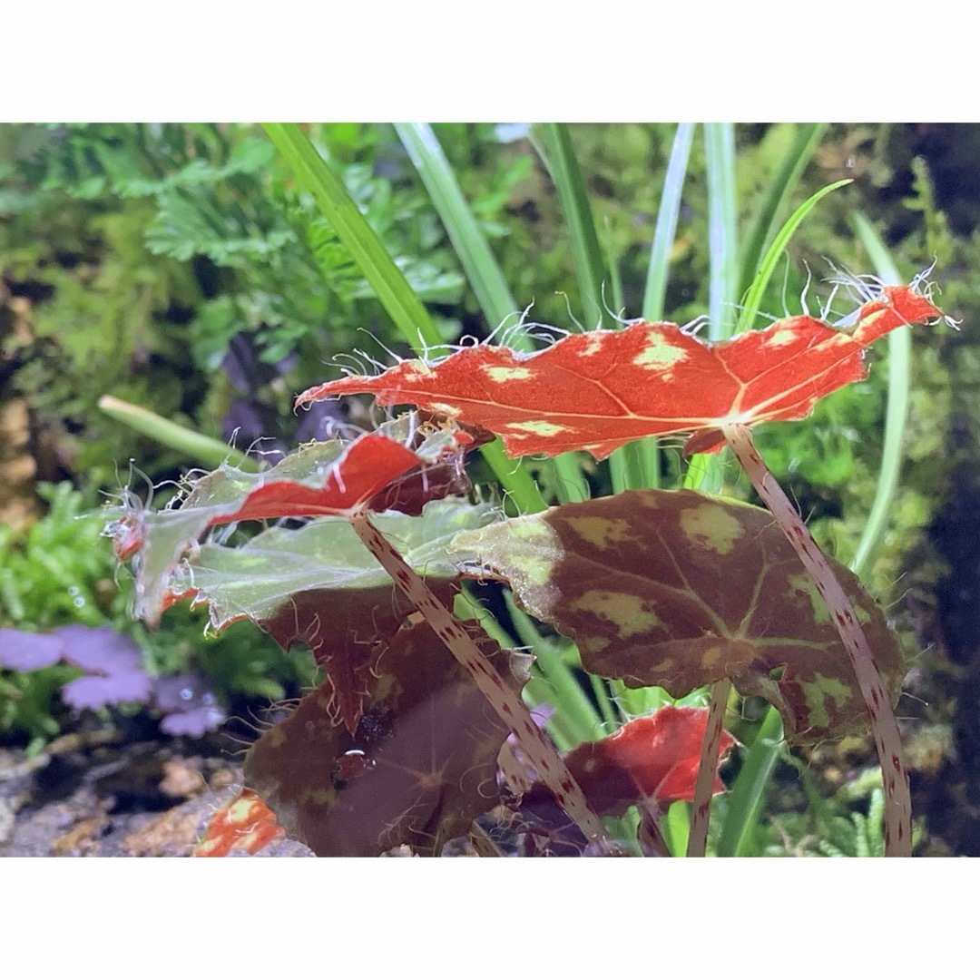 No.243 苔アート 苔テラリウム イモリウム カエルリウム 完成品の通販