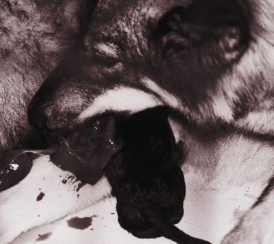 My Song : syrup16g | HMV&BOOKS online - COCP-50772