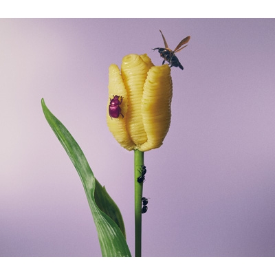 おいしいパスタがあると聞いて : あいみょん | HMV&BOOKS online