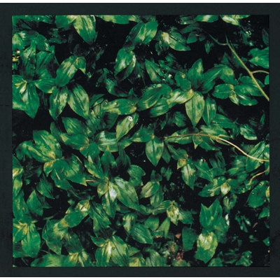 ココロに花を【2022 レコードの日 限定盤】(アナログレコード