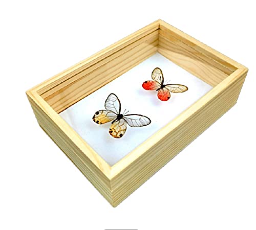 中古ドイツ箱 5箱セット Yahoo!オークション -「標本箱 ドイツ」の落札