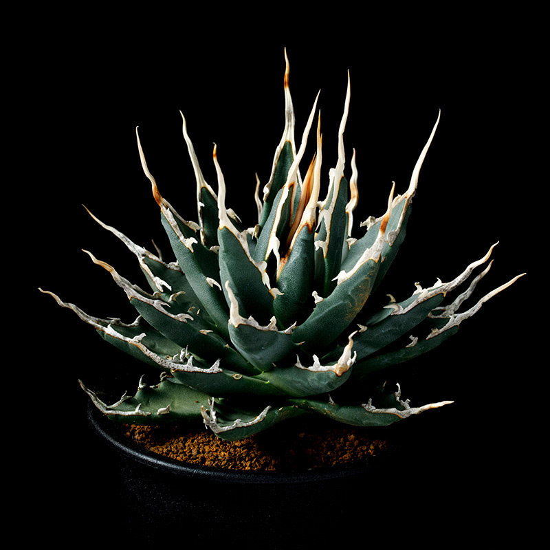 アガベ・ユタエンシス・エボリスピナの基本情報・育て方｜多肉植物