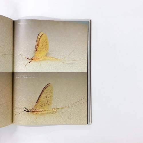 水生昆虫アルバム 島崎憲司郎 A Fly Fisher`s View - ノースブック