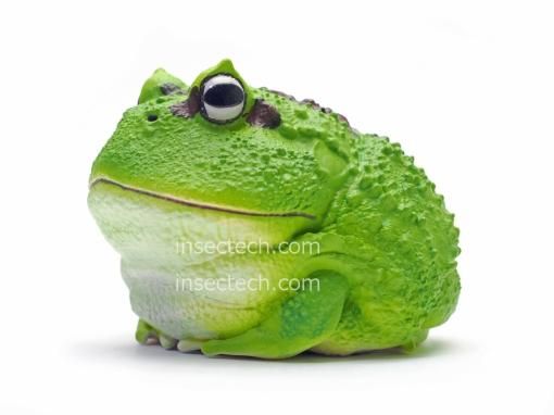 動物の惑星】クランウェルツノガエル（抹茶）フィギュア - 昆虫採集