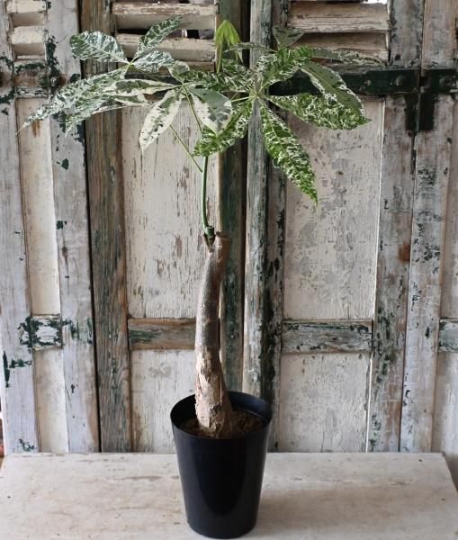 斑入りパキラ「ミルキーウェイ」5号・6号 - バルコニースタイル