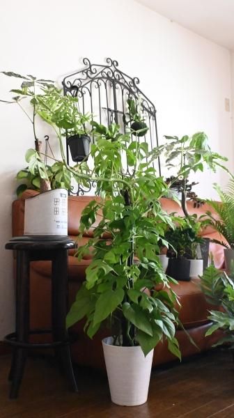 斑入りパキラ「ミルキーウェイ」5号・6号 - バルコニースタイル