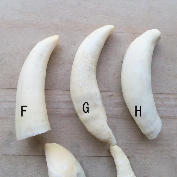 マッコウクジラの歯 F～J - 軽井沢 ジャムこばやし