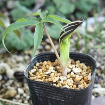 yoranda ホロテンナンショウ 開花見込み球×2 ホロテンナンショウ - 山