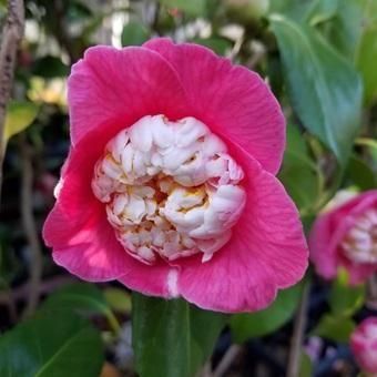 椿 桃色卜伴 - 山野草・高山植物の通信販売店｜岩崎園芸ネットストア