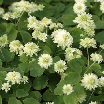 緑花八重咲きバイカカラマツ - 岩崎園芸ネットストア