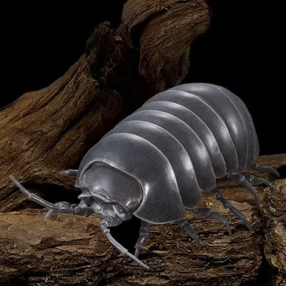 いきもの大図鑑アドバンス ダンゴムシ（重塗装版） ダンゴムシ（重塗装版）