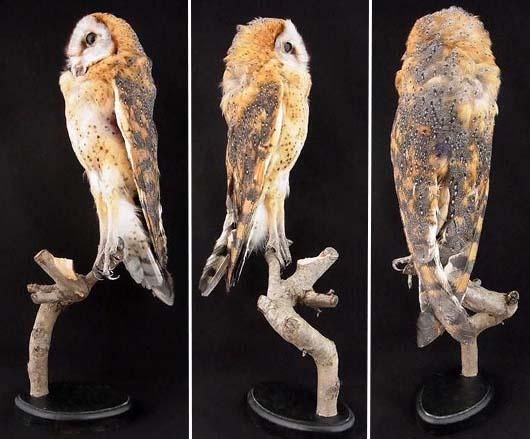 即納☆ メンフクロウ 剥製 ☆レア - 頭骨・骨格標本・剥製販売 【Core