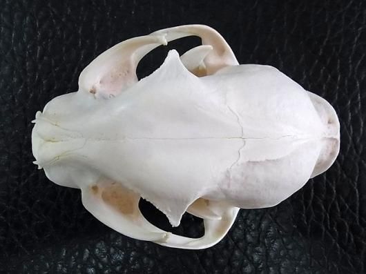 即納☆ ボブキャットの頭骨（Lサイズ） - 頭骨・骨格標本・剥製販売