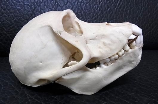 即納☆高品質！ニホンザル 頭骨 - 頭骨・骨格標本・剥製販売 【Core-Box】