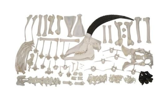 高品質！セーブルアンテロープの全身骨格標本 - 頭骨・骨格標本・剥製